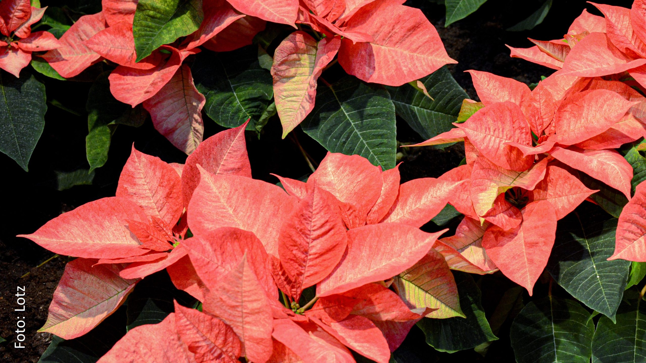 Bild einer roten Weihnachtssternpflanze