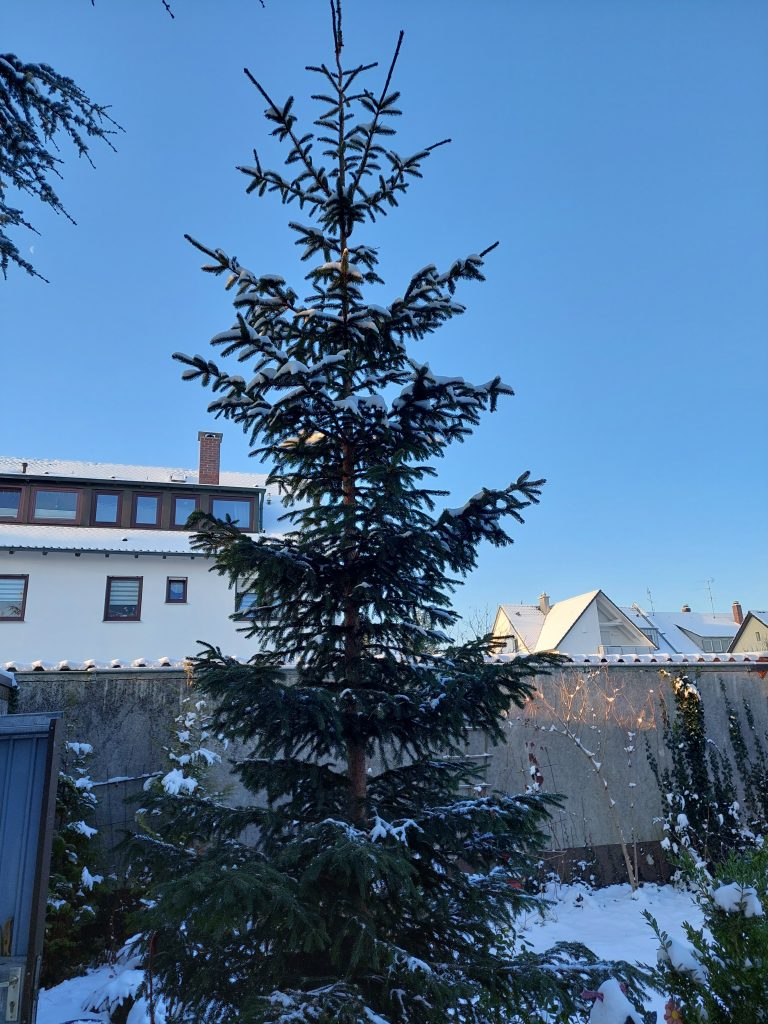 Christbaum noch schneebedeckt im Garten der Cadolzburger Str.